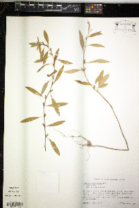 Ludwigia glandulosa image