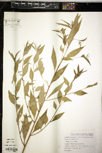 Ludwigia hyssopifolia image