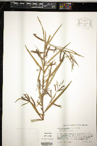 Ludwigia octovalvis image