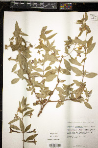 Ludwigia peruviana image