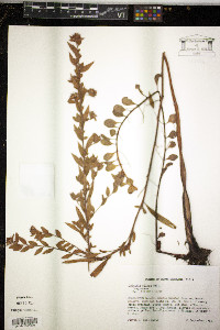 Ludwigia pilosa image