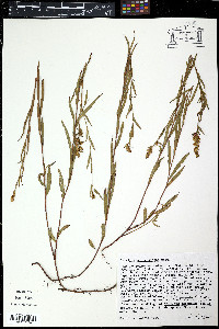 Ludwigia sedoides image