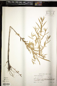 Ludwigia sphaerocarpa image