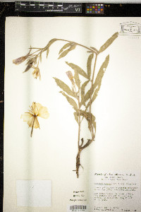 Oenothera elata image