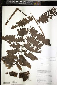 Diplazium macrophyllum image