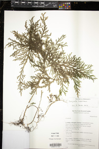 Selaginella haenkeana image