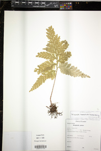 Selaginella haematodes image