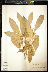 Melicope triphylla image