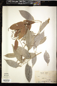 Antidesma montanum var. montanum image