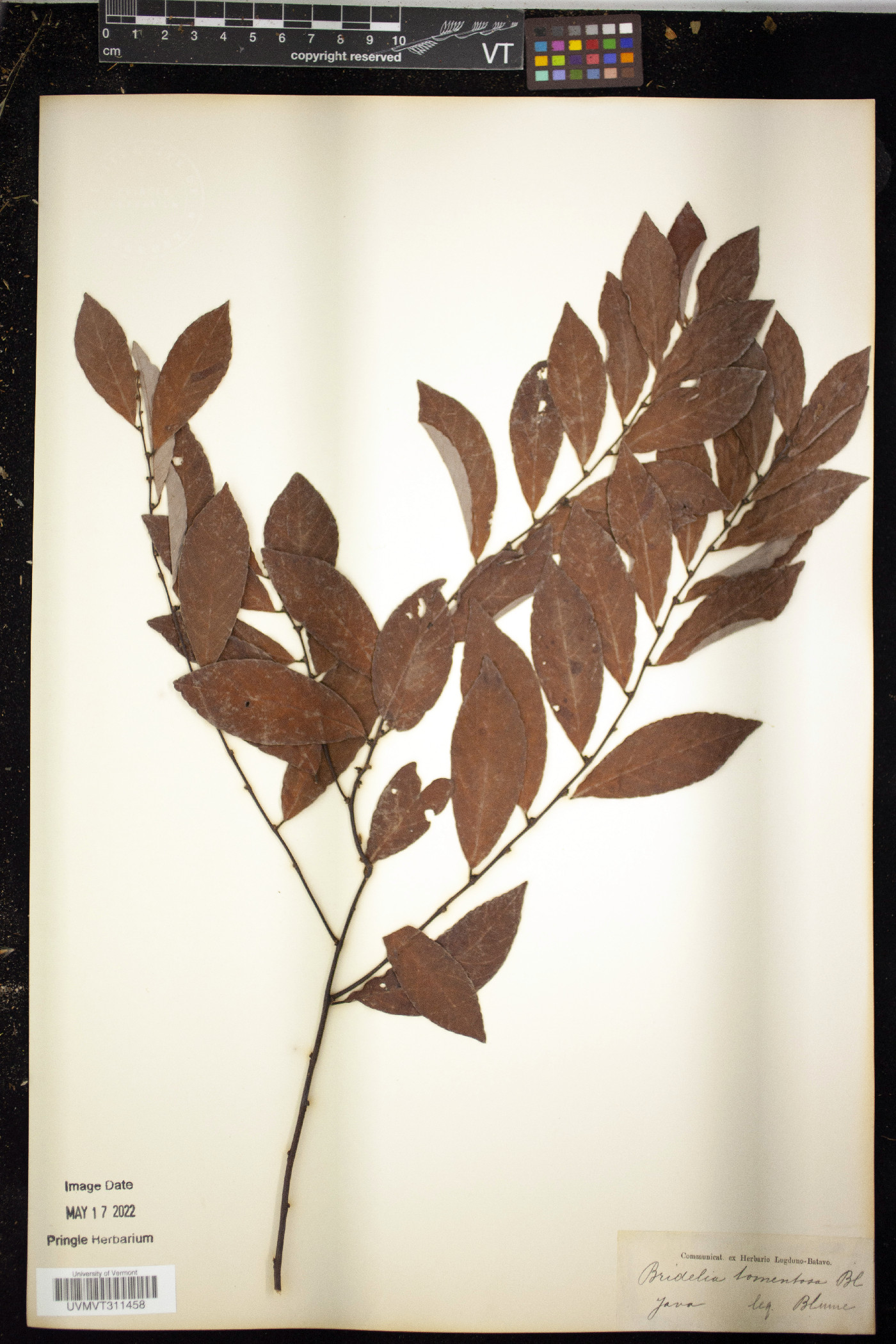 Bridelia tomentosa image