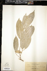 Cleistanthus oblongifolius image