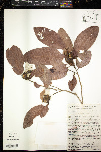 Brosimum lactescens image