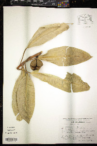 Ficus insipida image