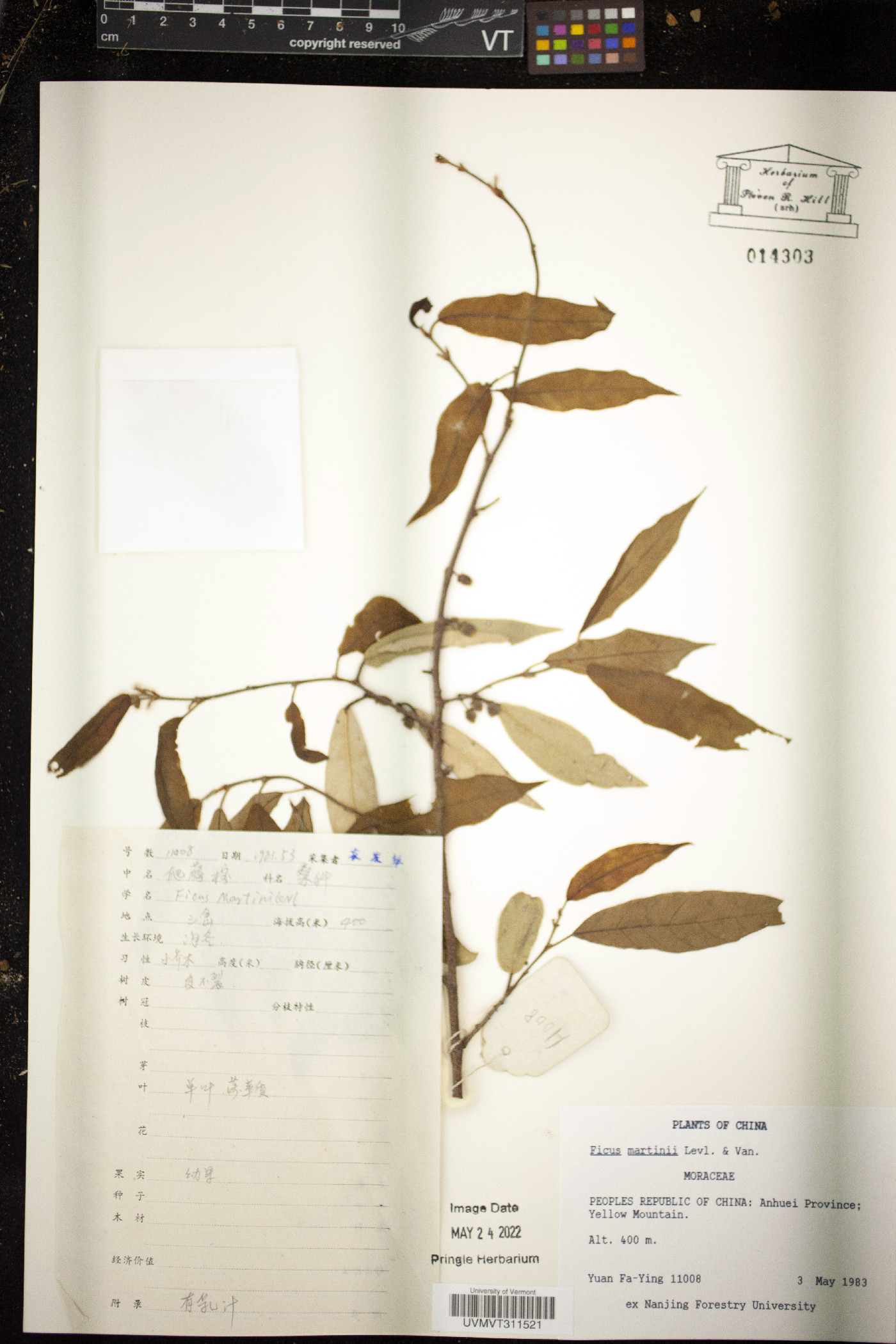 Ficus americana subsp. guianensis image