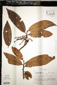 Iryanthera ulei image