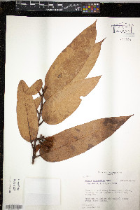 Virola calophylla image