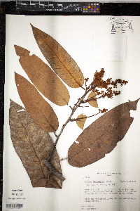 Virola calophylla image