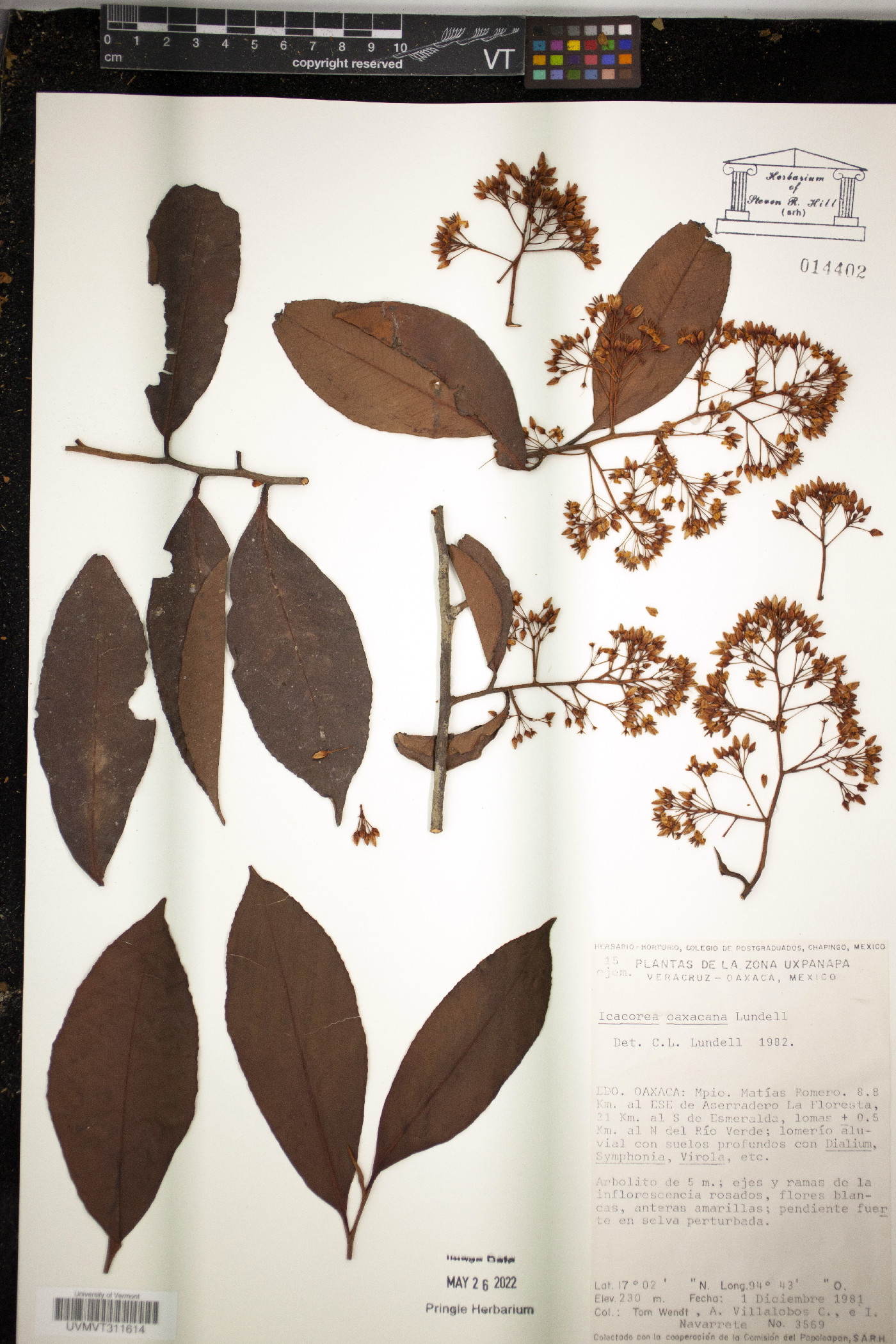 Ardisia standleyana image