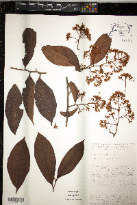 Ardisia standleyana image