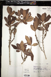 Myrsine guianensis image