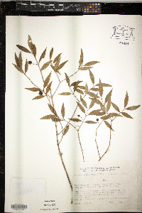 Blepharocalyx salicifolius image