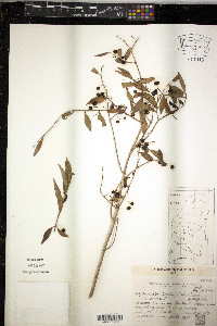 Blepharocalyx salicifolius image