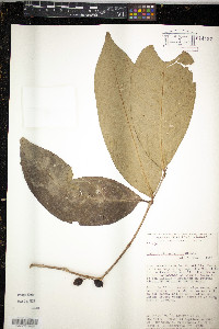 Eugenia choapamensis image