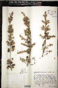 Leptospermum rotundifolium image