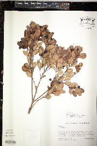 Myrcia citrifolia image