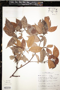 Myrcia leptoclada image