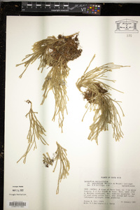 Phlegmariurus curvifolius image