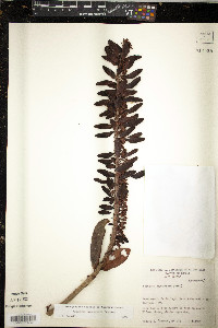 Norantea guianensis image