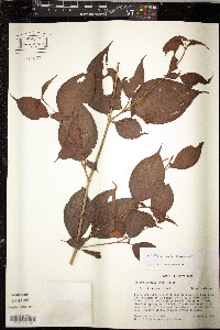 Blakea anomala image