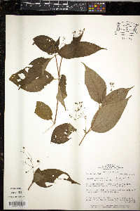 Image of Clidemia japurensis