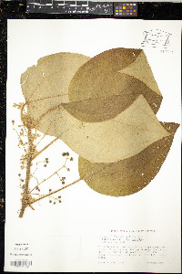 Clidemia umbrosa image