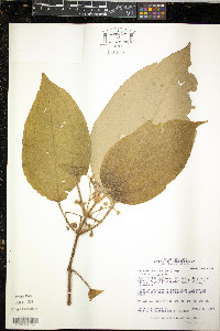 Clidemia umbrosa image