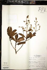 Macairea thyrsiflora image