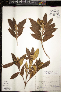 Melastoma malabathricum image