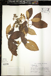 Miconia dodecandra image