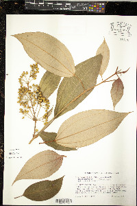 Miconia mirabilis image