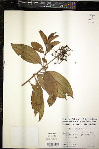 Miconia schippii image