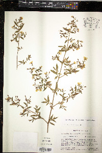 Monochaetum floribundum image