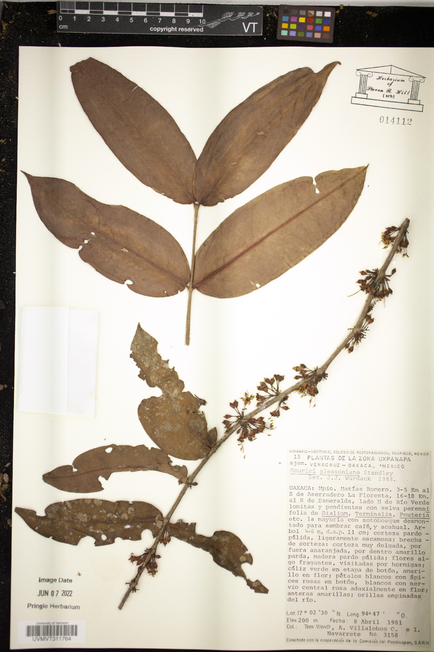 Mouriri densifoliata image