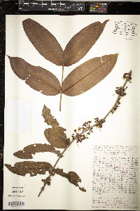 Image of Mouriri densifoliata