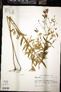 Rhexia nashii image