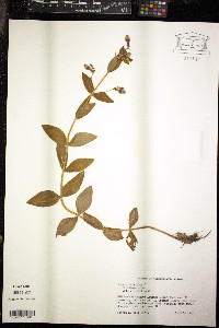 Rhexia virginica image