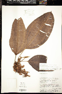 Topobea multiflora image