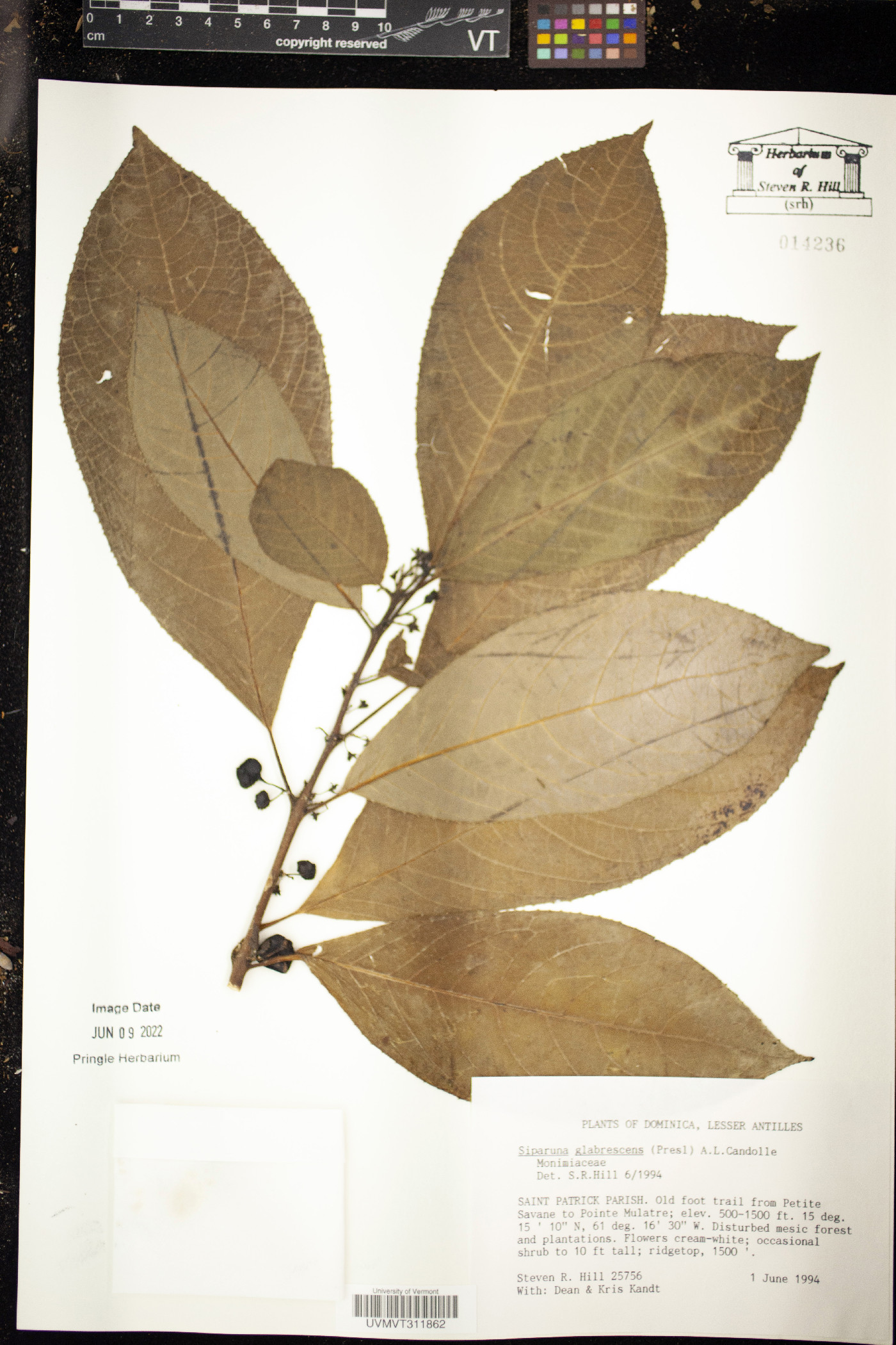 Siparuna glabrescens image