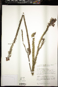 Conospermum taxifolium image