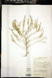 Lepidium densiflorum image